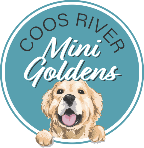 Coos River Mini Golden Retrievers